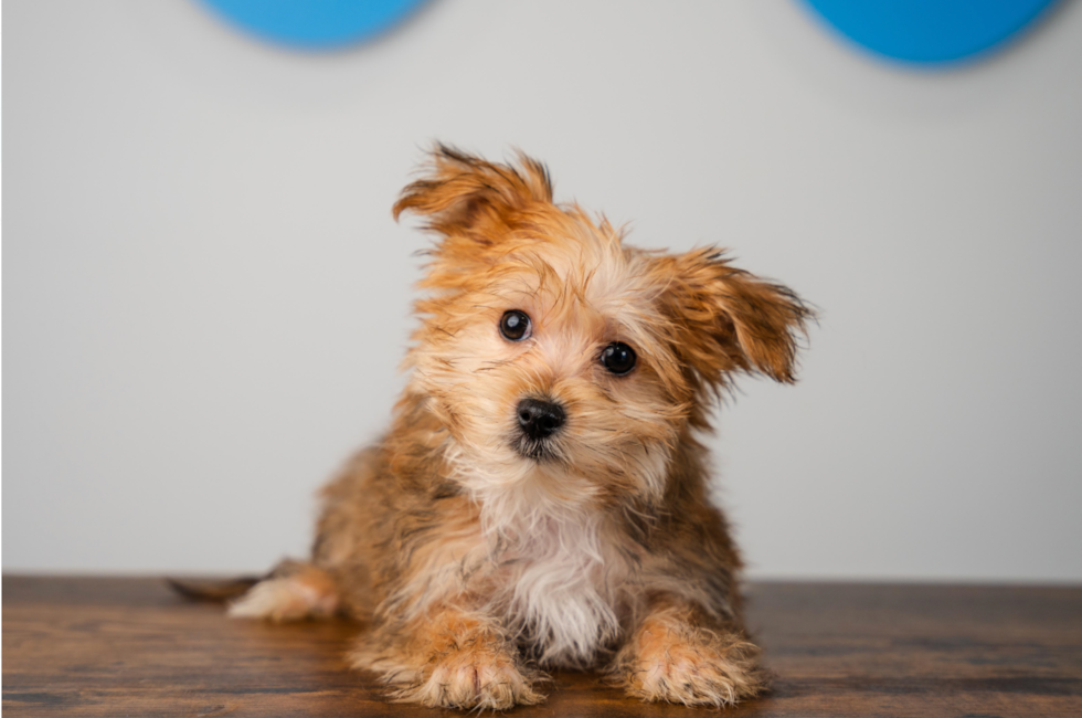 14 week old Morkie Puppy For Sale - Puppy Love PR