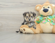5 week old Morkie Puppy For Sale - Puppy Love PR