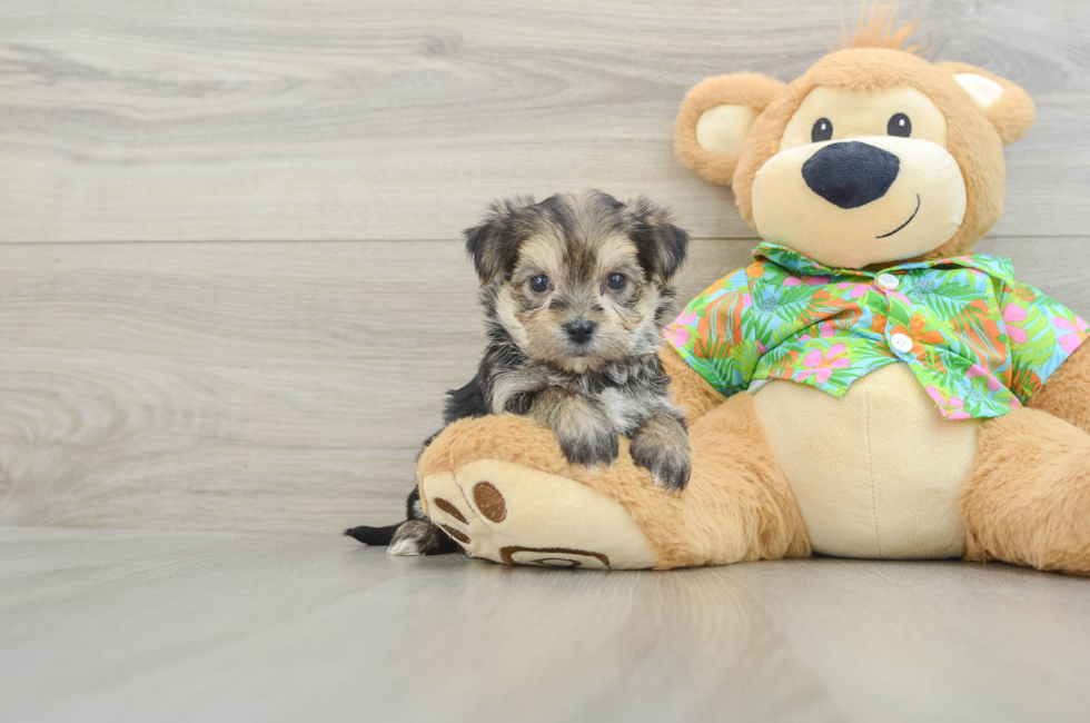 5 week old Morkie Puppy For Sale - Puppy Love PR