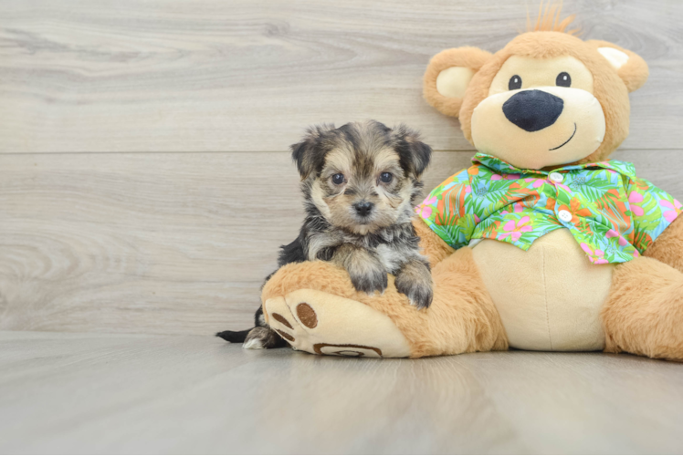 Meet Henley - our Morkie Puppy Photo 1/3 - Puppy Love PR Morkie Pup Being Cute