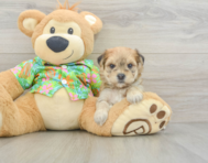 6 week old Morkie Puppy For Sale - Puppy Love PR