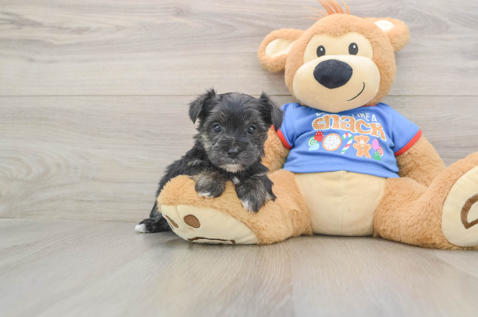 5 week old Morkie Puppy For Sale - Puppy Love PR