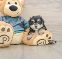 7 week old Morkie Puppy For Sale - Puppy Love PR