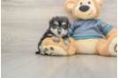 Morkie Pup Being Cute