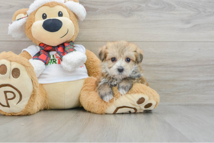 Meet Hiccup - our Morkie Puppy Photo 1/3 - Puppy Love PR Morkie Pup Being Cute