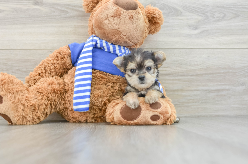 6 week old Morkie Puppy For Sale - Puppy Love PR