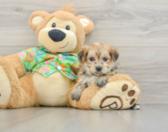 5 week old Morkie Puppy For Sale - Puppy Love PR