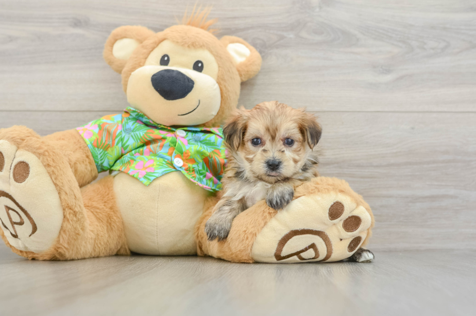 5 week old Morkie Puppy For Sale - Puppy Love PR