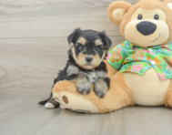 6 week old Morkie Puppy For Sale - Puppy Love PR