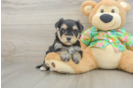Little Yorktese Designer Puppy