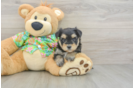 Morkie Puppy for Adoption