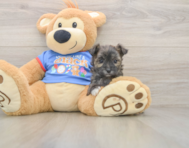 7 week old Morkie Puppy For Sale - Puppy Love PR