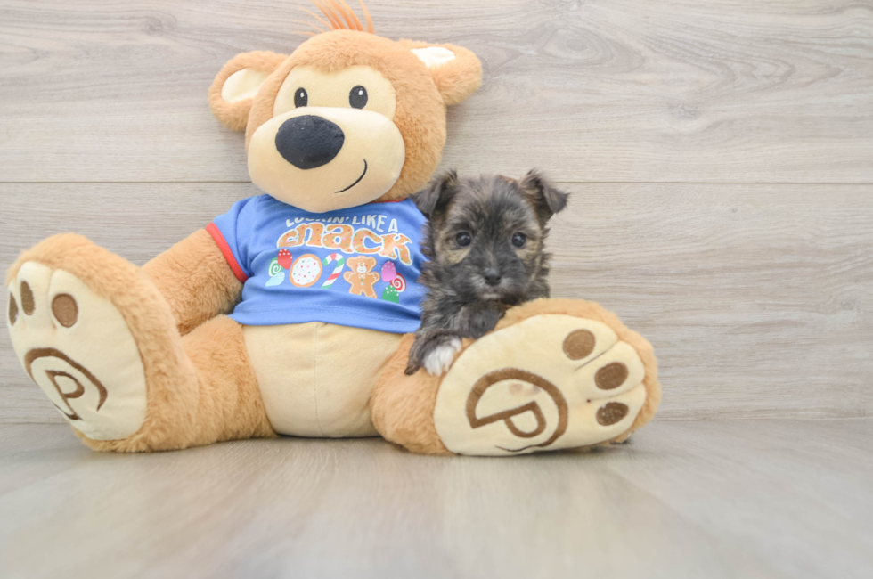 5 week old Morkie Puppy For Sale - Puppy Love PR