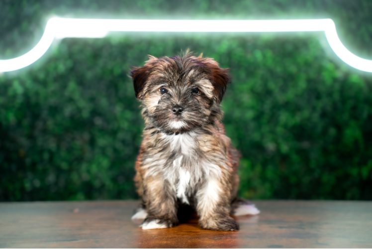 Cute Morkie Designer Pup