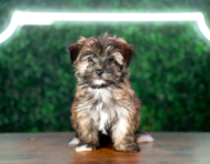 10 week old Morkie Puppy For Sale - Puppy Love PR