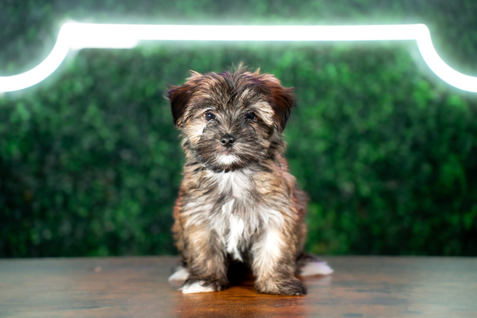 Cute Morkie Designer Pup