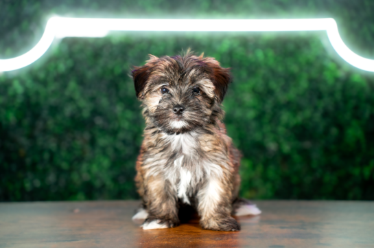 Cute Morkie Designer Pup