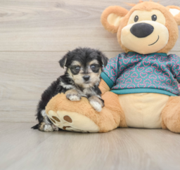 7 week old Morkie Puppy For Sale - Puppy Love PR
