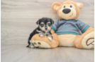 Morkie Pup Being Cute