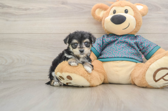 Morkie Pup Being Cute