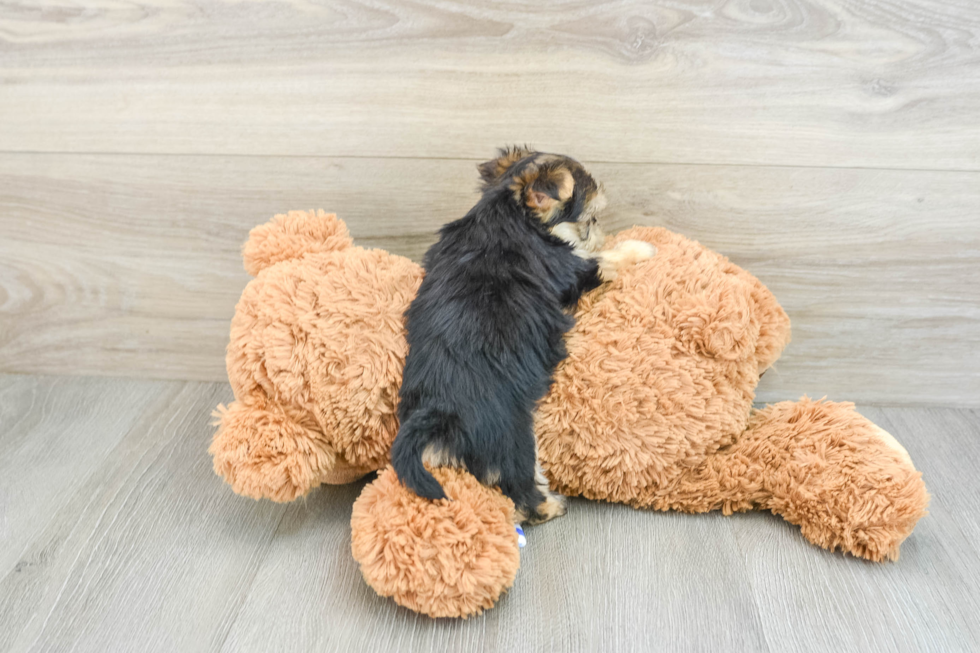 Fluffy Morkie Designer Pup