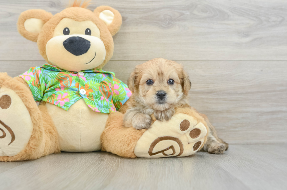 6 week old Morkie Puppy For Sale - Puppy Love PR