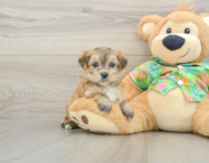 5 week old Morkie Puppy For Sale - Puppy Love PR