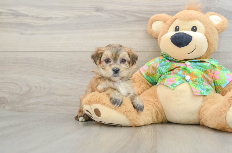 5 week old Morkie Puppy For Sale - Puppy Love PR