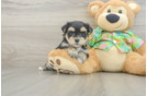 Small Morkie Baby