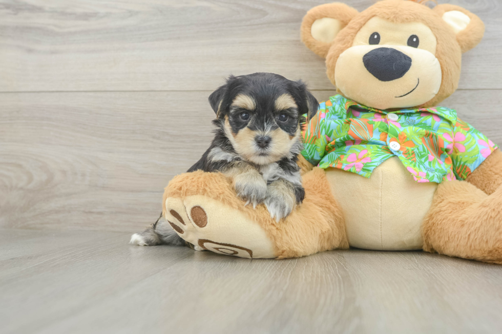 Small Morkie Baby