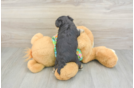 Little Maltese Yorkie Mix Designer Puppy