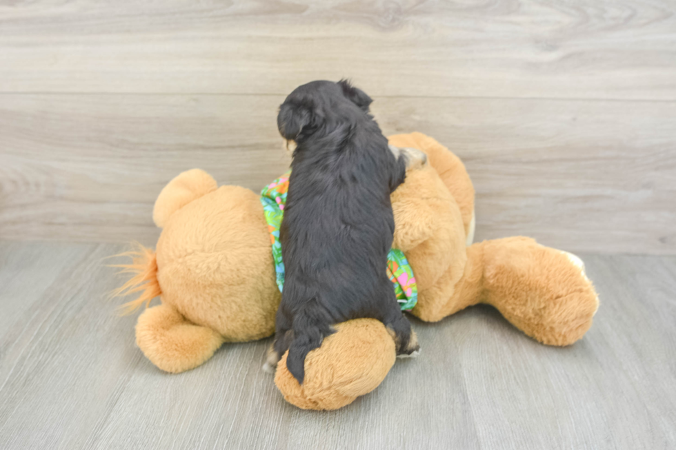 Little Maltese Yorkie Mix Designer Puppy