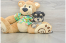 Cute Morkie Baby