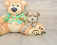 8 week old Morkie Puppy For Sale - Puppy Love PR