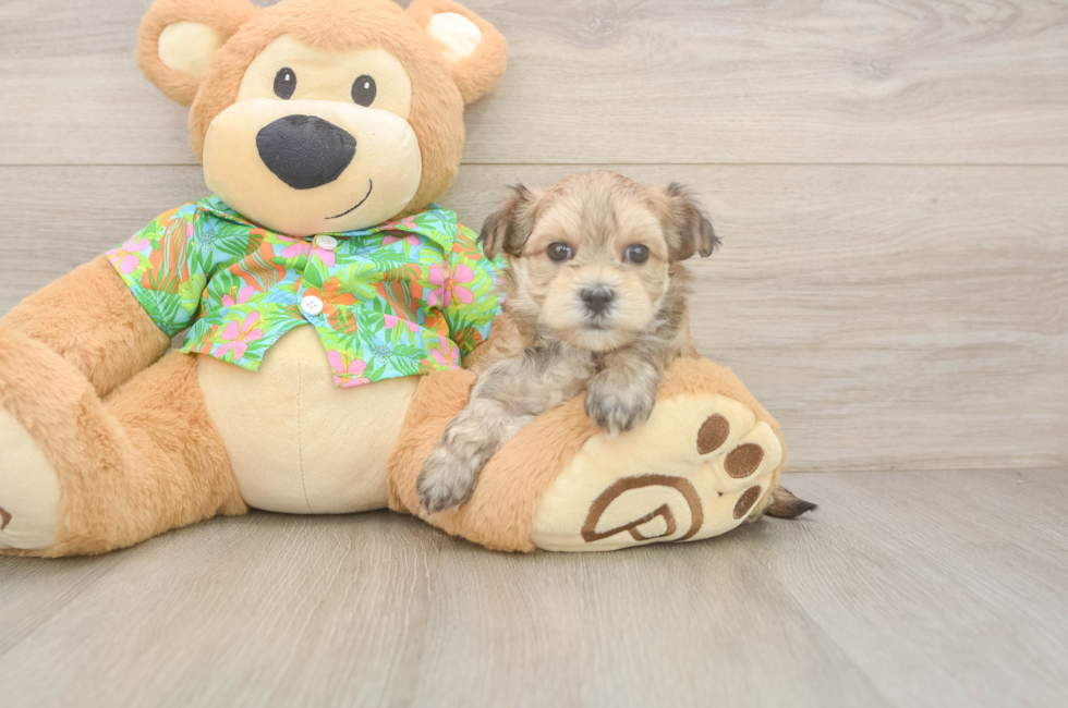 7 week old Morkie Puppy For Sale - Puppy Love PR