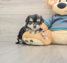 8 week old Morkie Puppy For Sale - Puppy Love PR