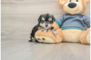 Morkie Puppy for Adoption