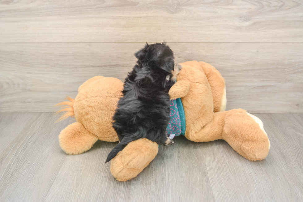 Morkie Puppy for Adoption