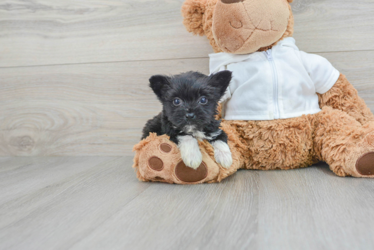 Meet Hootie - our Morkie Puppy Photo 1/3 - Puppy Love PR Best Morkie Baby