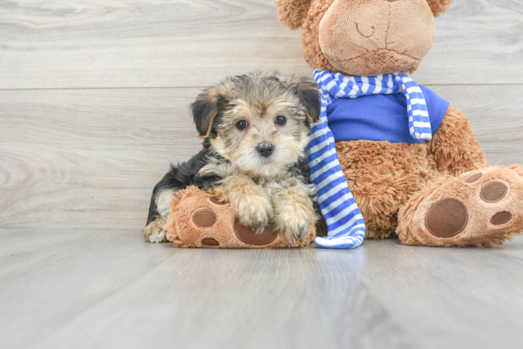 Meet Hootie - our Morkie Puppy Photo 1/3 - Puppy Love PR Playful Yorkie Designer Puppy