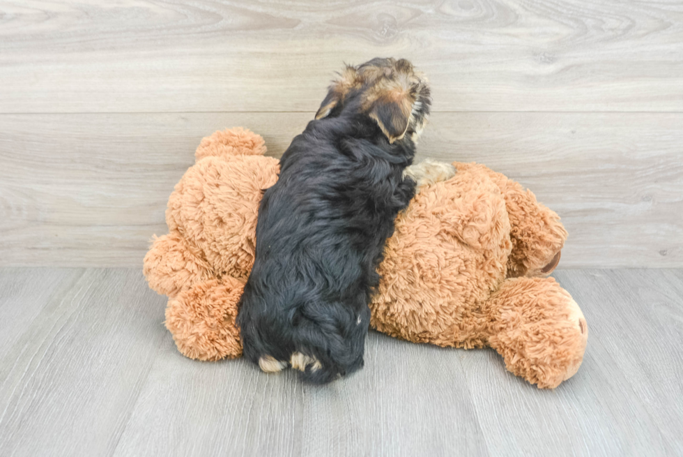 Playful Yorkie Designer Puppy