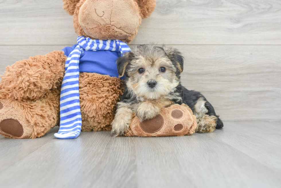 Hypoallergenic Yorkie Designer Puppy