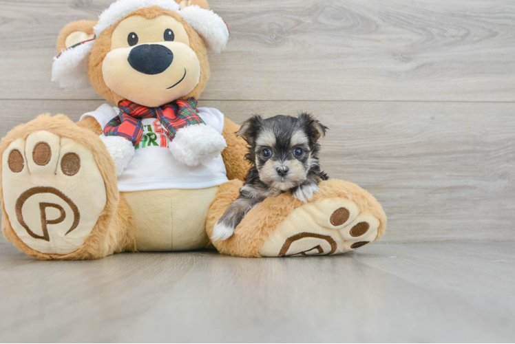 Meet Hootie - our Morkie Puppy Photo 1/3 - Puppy Love PR Little Yortese Designer Puppy