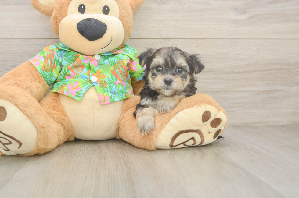 7 week old Morkie Puppy For Sale - Puppy Love PR
