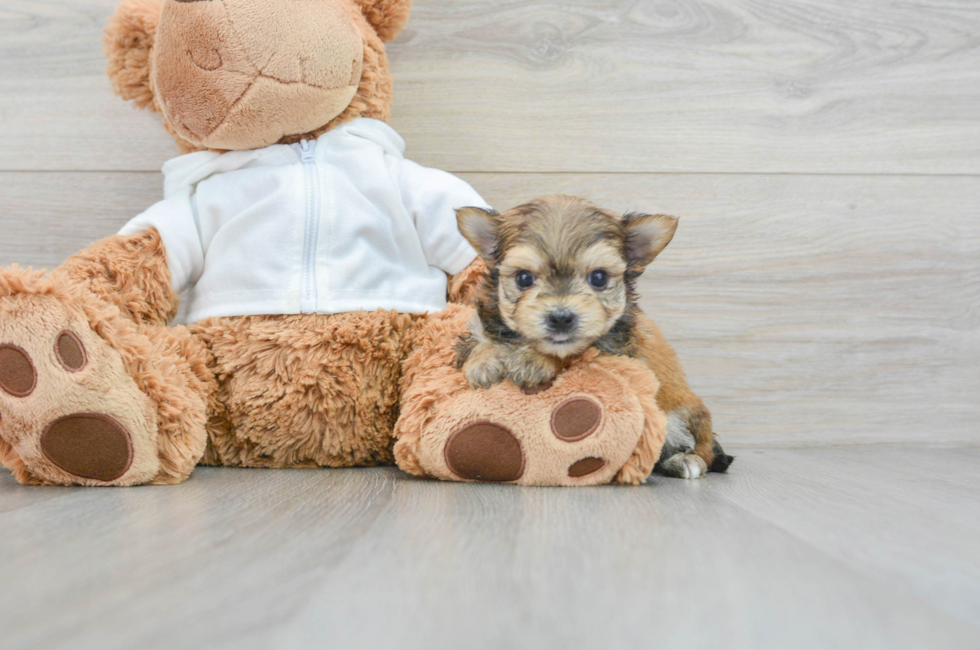 8 week old Morkie Puppy For Sale - Puppy Love PR