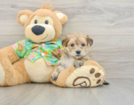 5 week old Morkie Puppy For Sale - Puppy Love PR