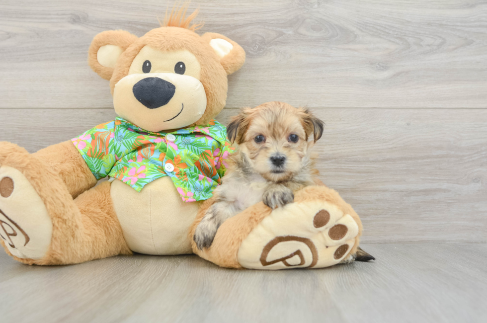 5 week old Morkie Puppy For Sale - Puppy Love PR