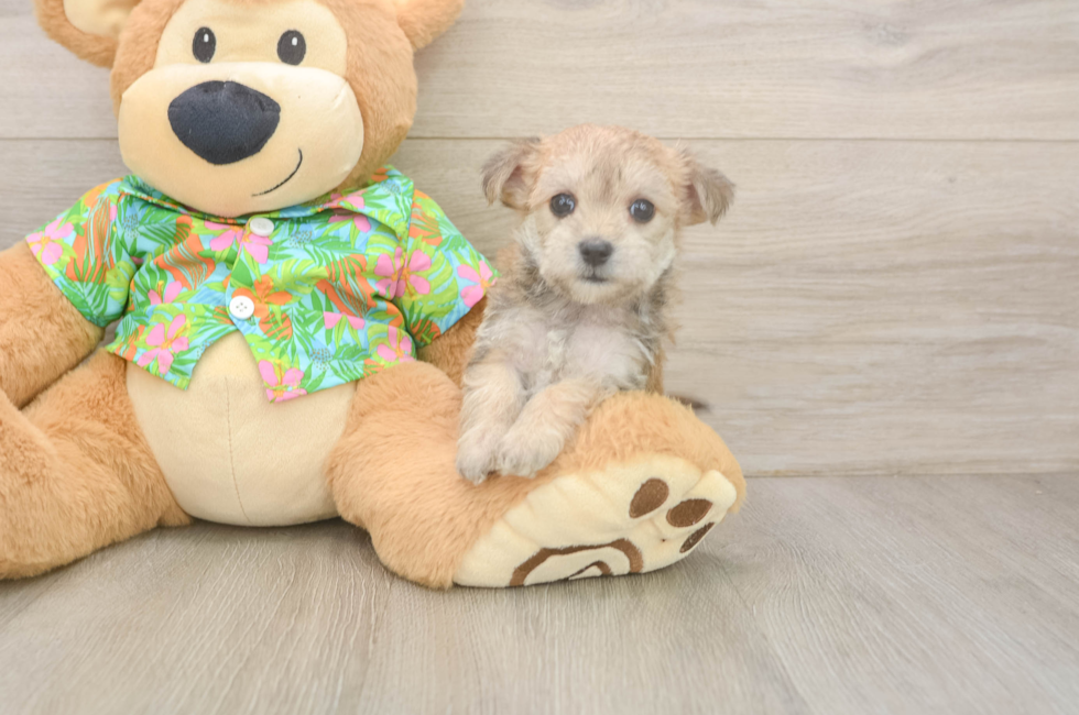 7 week old Morkie Puppy For Sale - Puppy Love PR