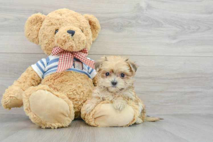 Meet Jackie-O - our Morkie Puppy Photo 1/3 - Puppy Love PR Adorable Yorkie Designer Puppy