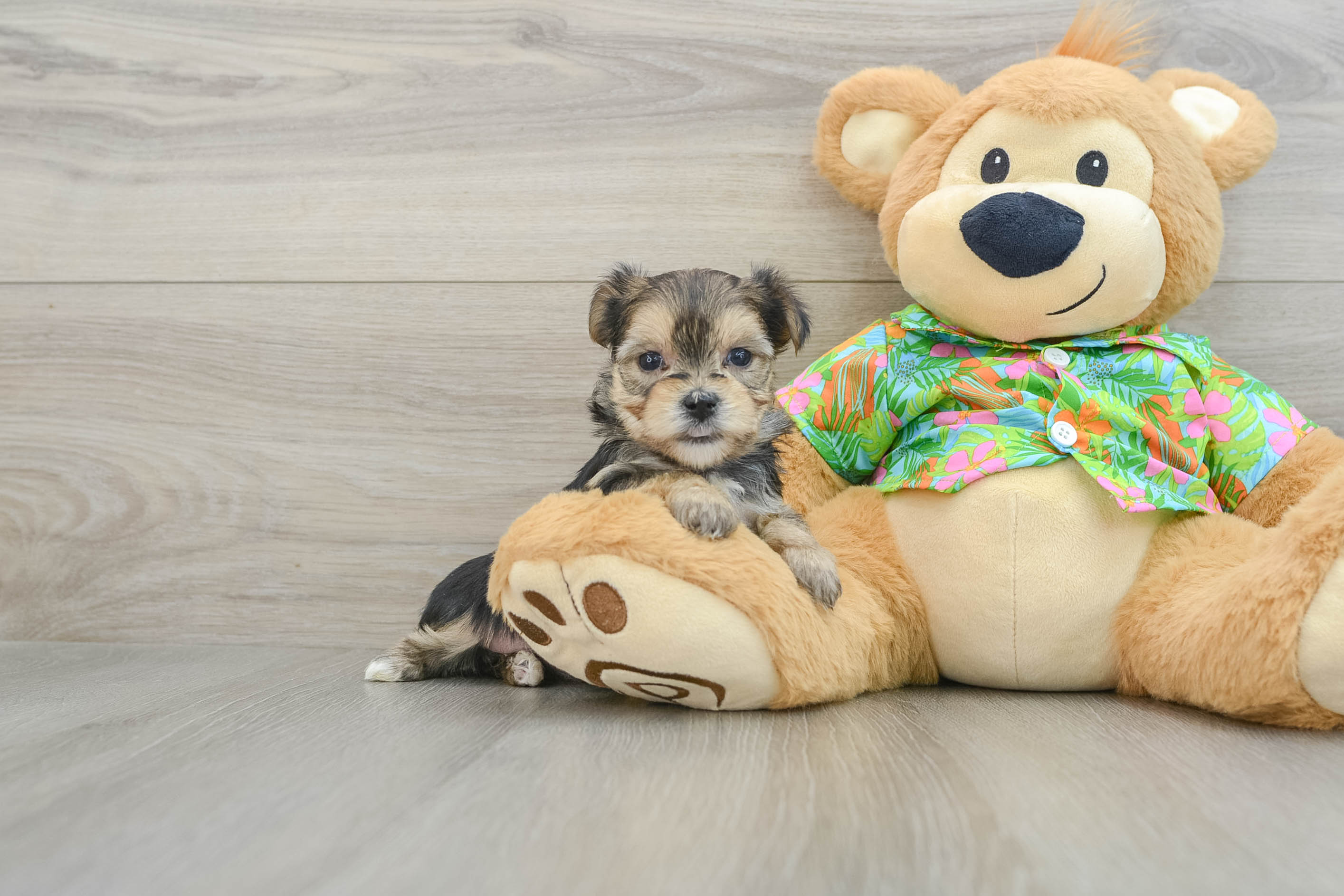 Happy Morkie Baby